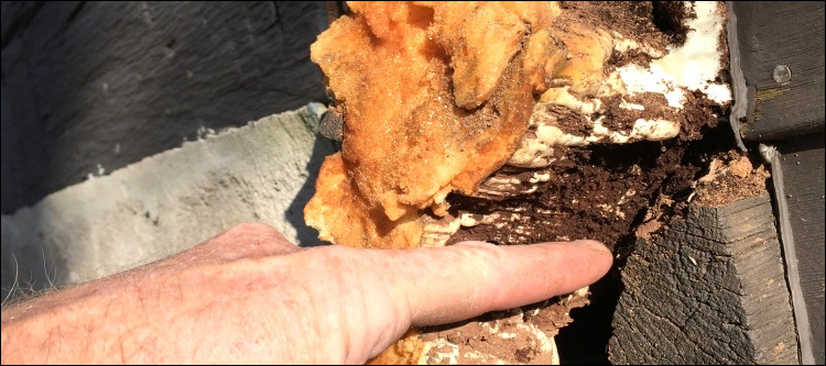  Locust,  North Carolina Log Home With Water Damage
